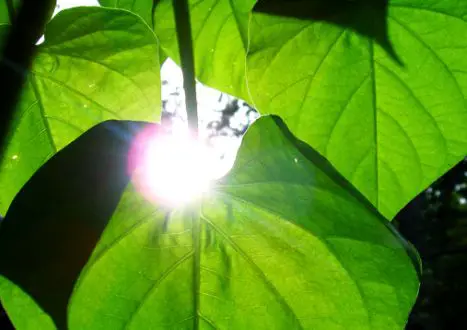 Why do plants need sunlight