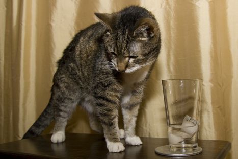 Cats hate water