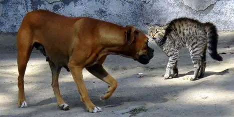 Dog Cat fight
