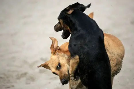 Dogs fighting