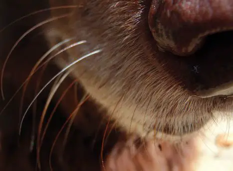 Why do dogs have whiskers