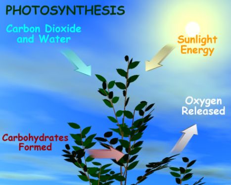 Why do plants need photosynthesis
