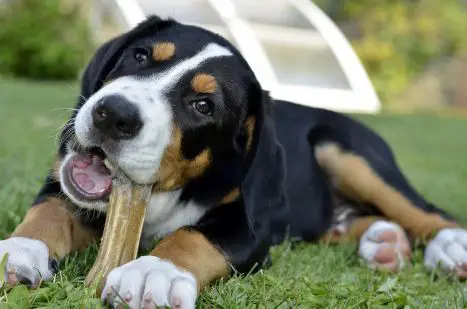 Why do dogs chew bones