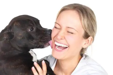 Why do dogs lick people