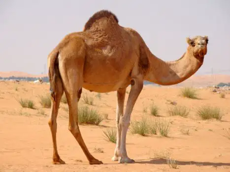 Why do camels have humps