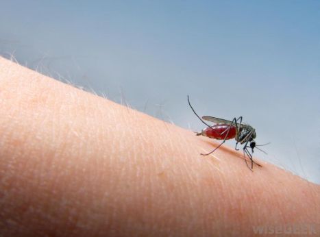 Why do mosquitoes bite