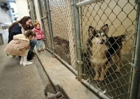 Why do we need animal shelters