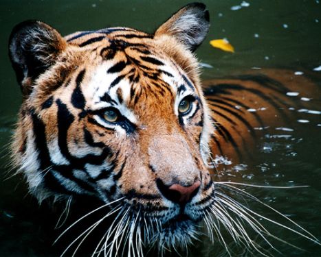 Why do we need to save tigers