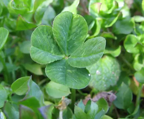 Why do some clovers have four leaves