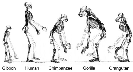Evolution of Animals