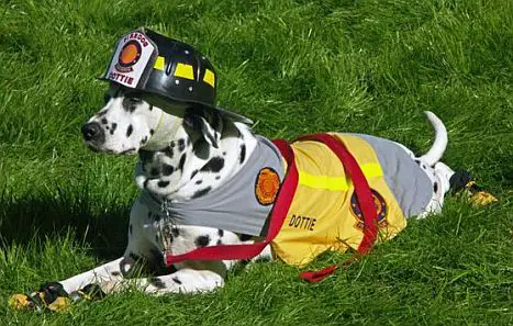 Why Do Firefighters Use Dalmatians