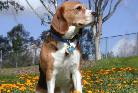 Purebred Beagle (female); six years old; "Natasha"