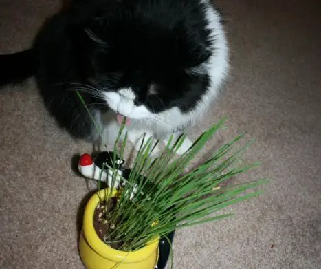 Why Do Cats Nibble Grass