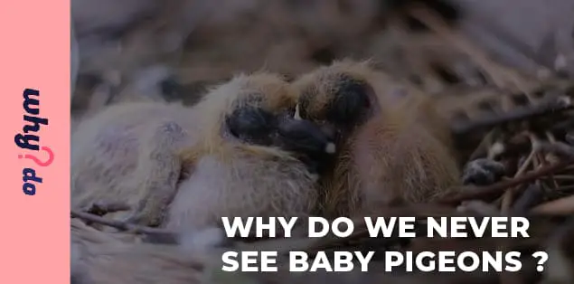 Why Do We Never See Baby Pigeons?