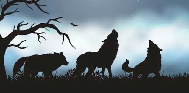 Wolves Howl at Night to Communicate With Each Other