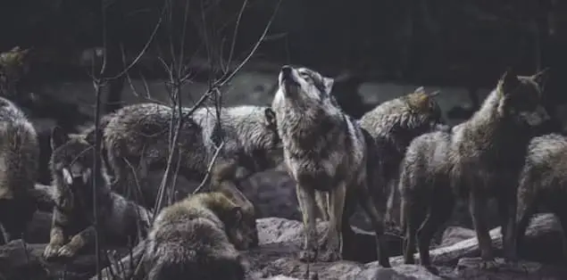 Wolves Communicating With Each Other
