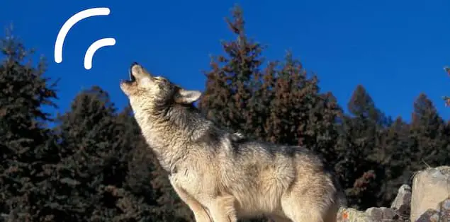 How Far Can Wolves Howling Be Heard?