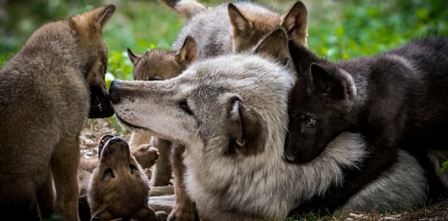 Mother Wolf With her Cubs