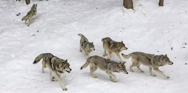 Pack of Wolves With Leaders at the Front