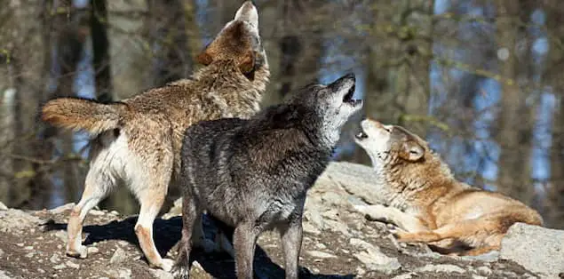 Wolf Packs Howling At Each Other