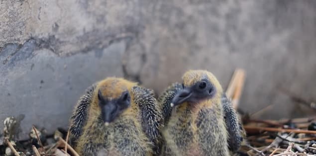 Baby Pigeons Growing Up