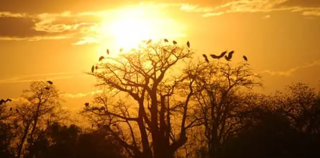 Birds Chirping at Sunset