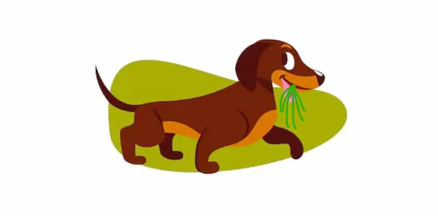 Dog Eating Grass