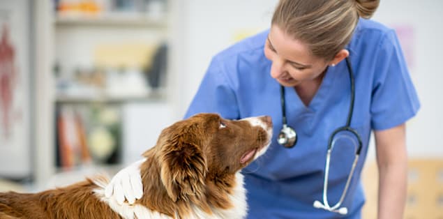 Dog With A Vet