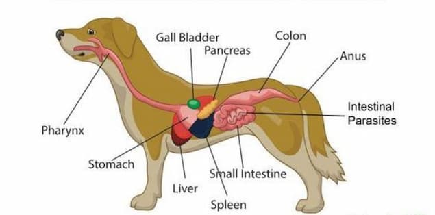 Intestinal Parasites in Dogs