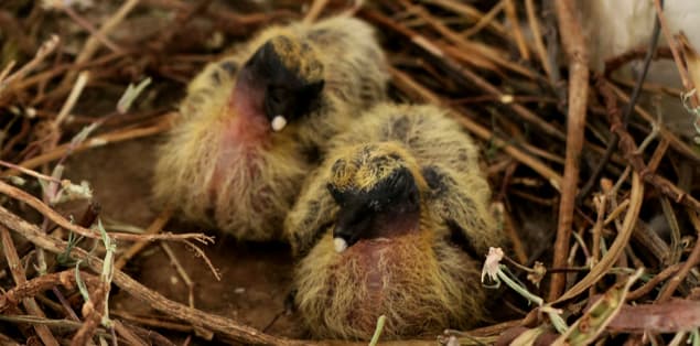 Baby Pigeons in their Nest