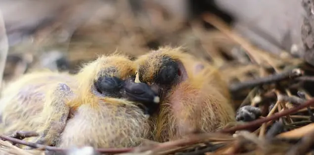 What Do Baby Pigeons Look Like?