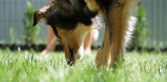 Dog Licking Grass