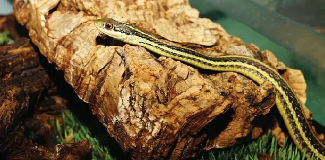 Are Garter Snakes Poisonous?