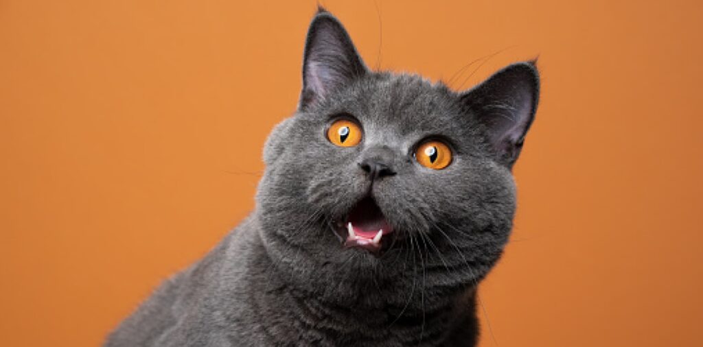 Are Cats Color Blind? WhyDo