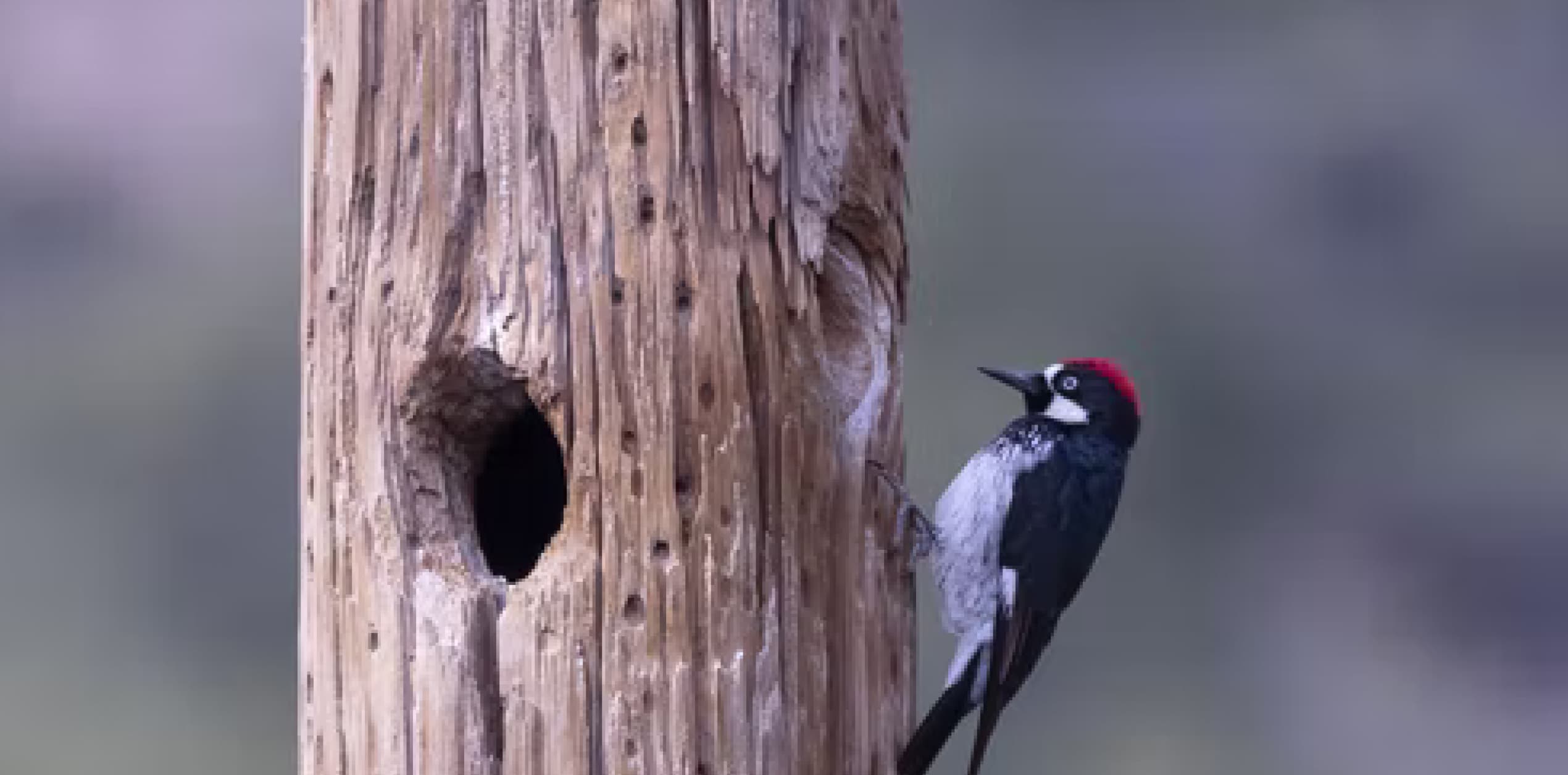 Why do woodpeckers peck wood