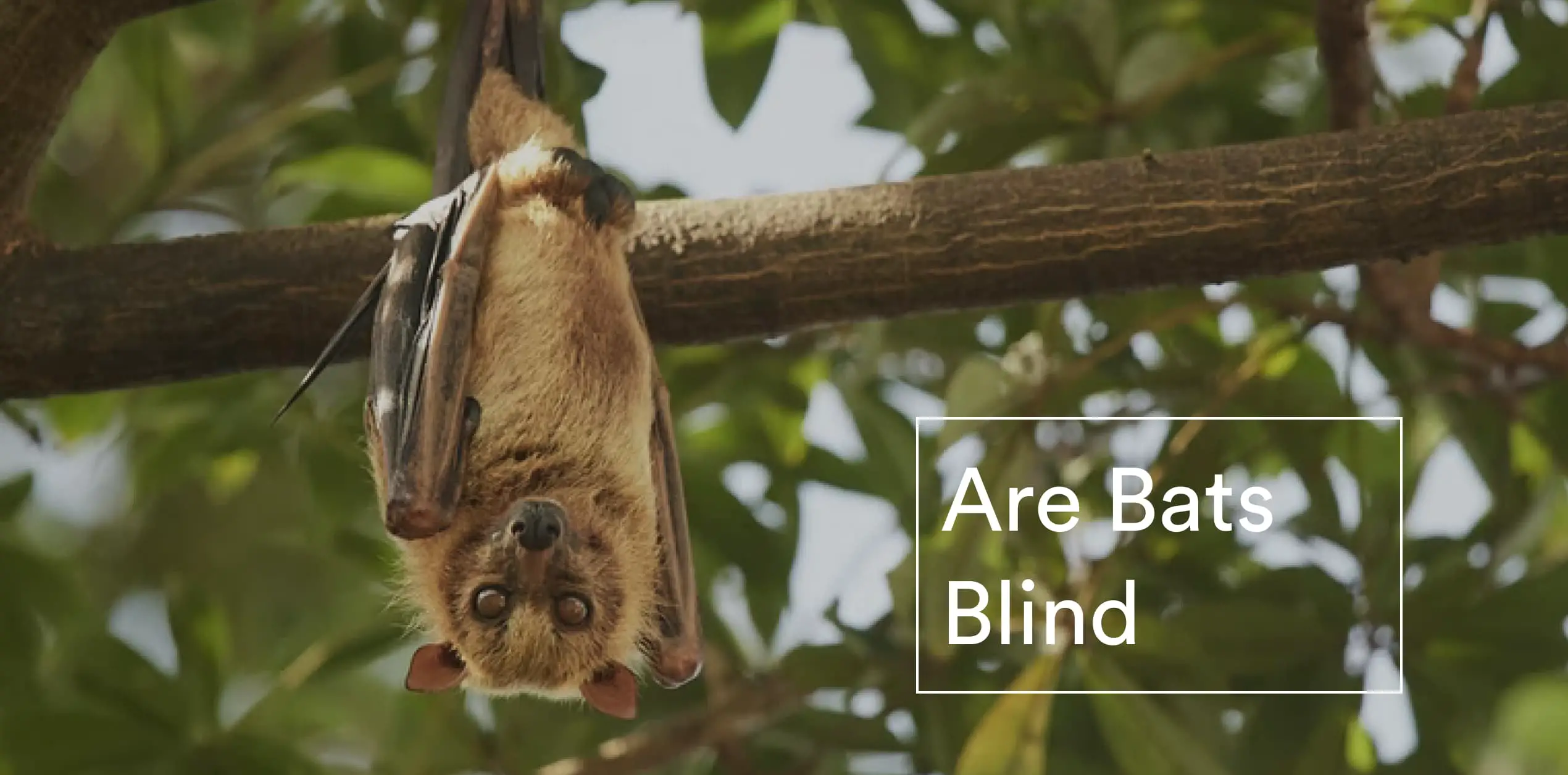 Are Bats Blind?