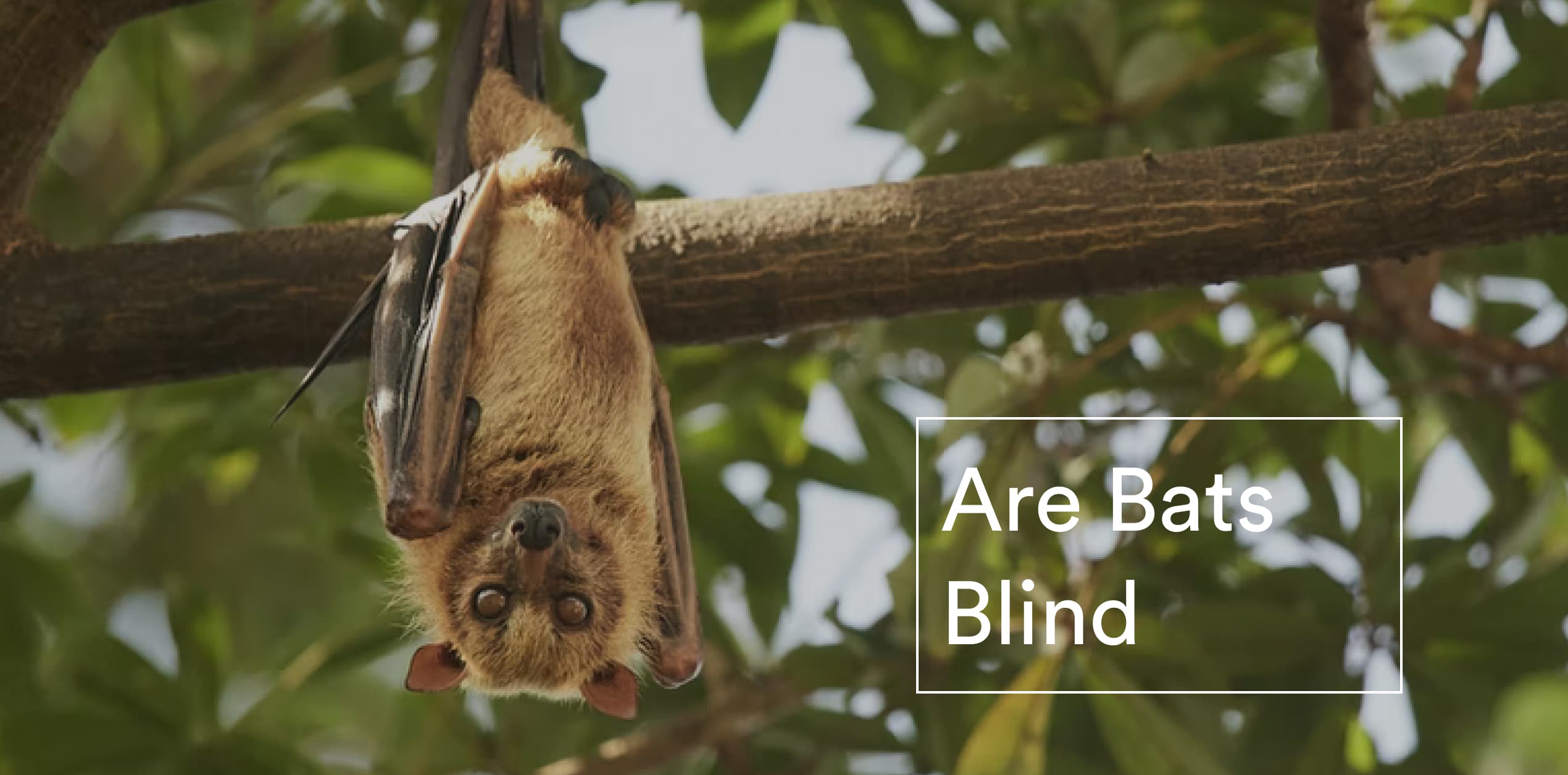Are Bats Blind WhyDo