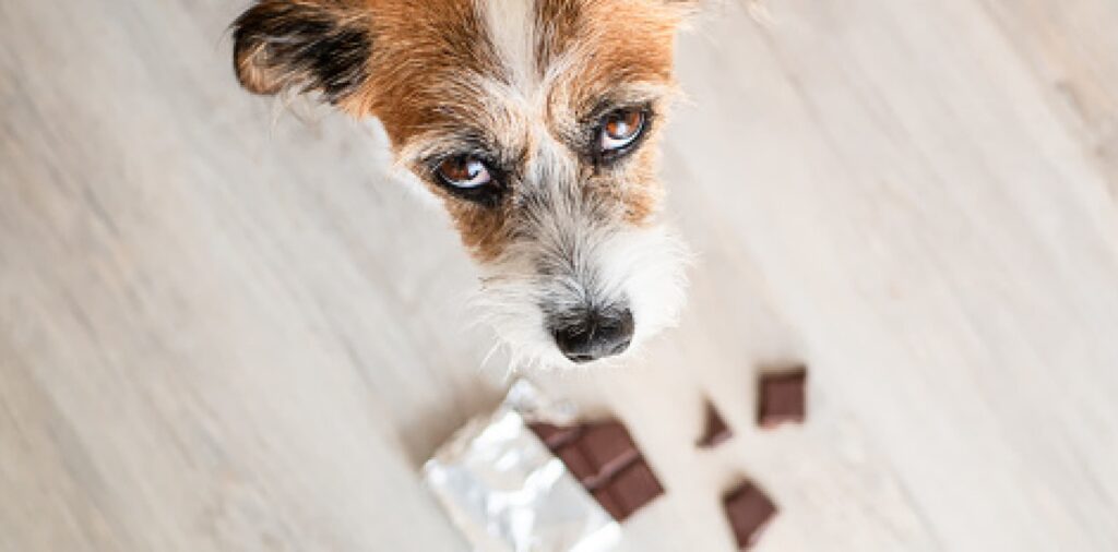 Can Chocolate Kill Dogs? | Why.Do - Can Cocoa Kill Small Dogs