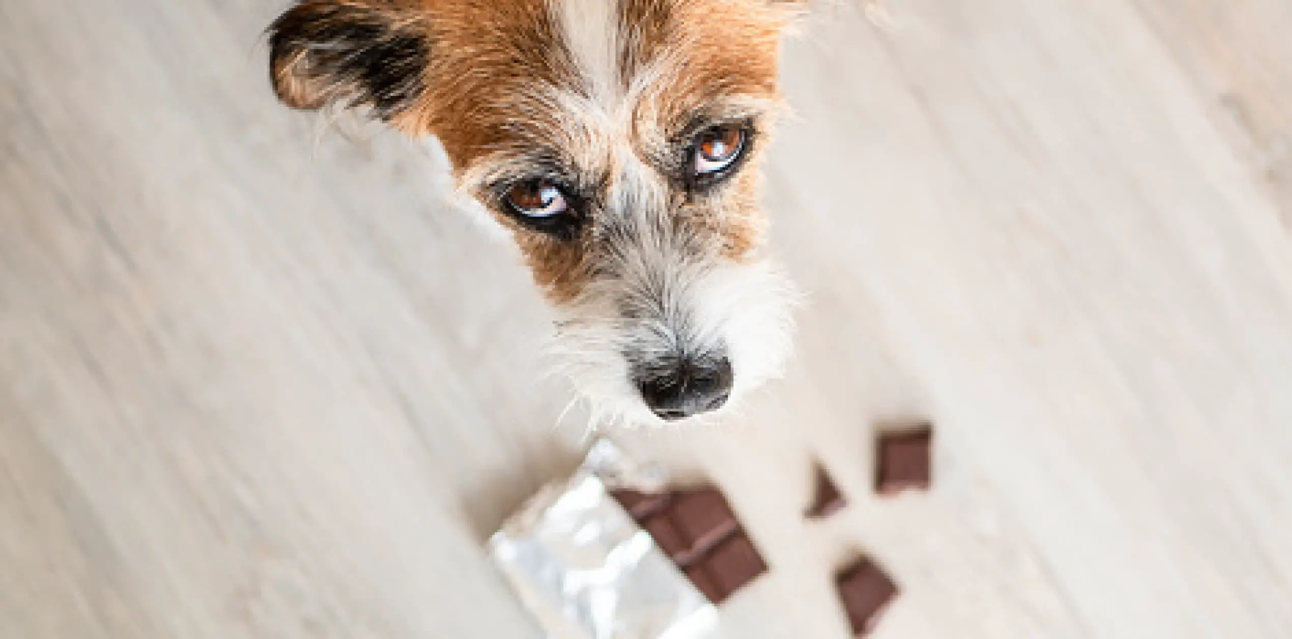 Can Chocolate Kill Dogs?