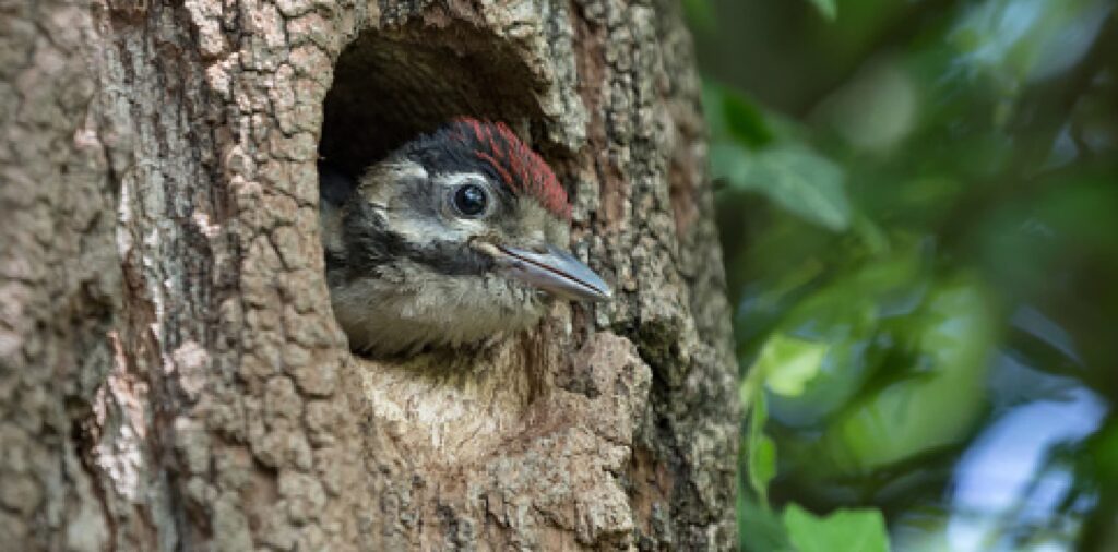 Where Do Woodpeckers live
