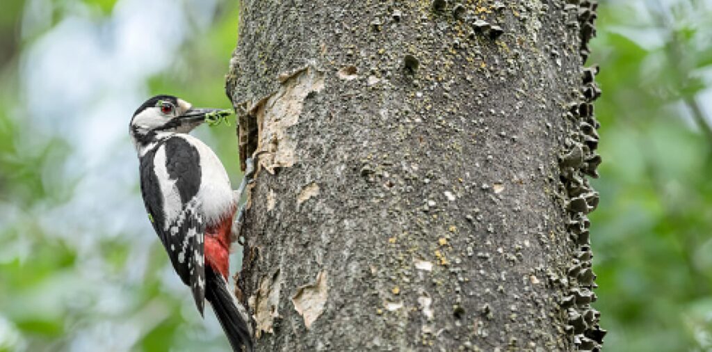 Woodpeckers Peck on Tree