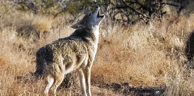 A howling coyote