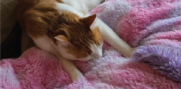 Cats kneading on blankets