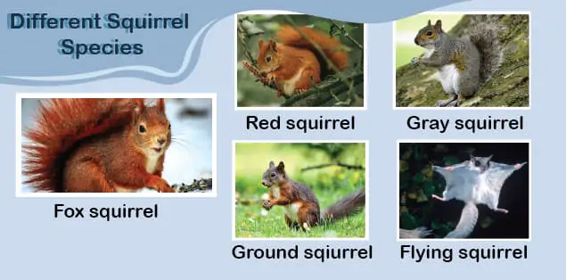 Different Species of Squirrel