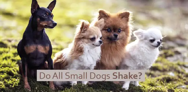 Do all small dogs shake?