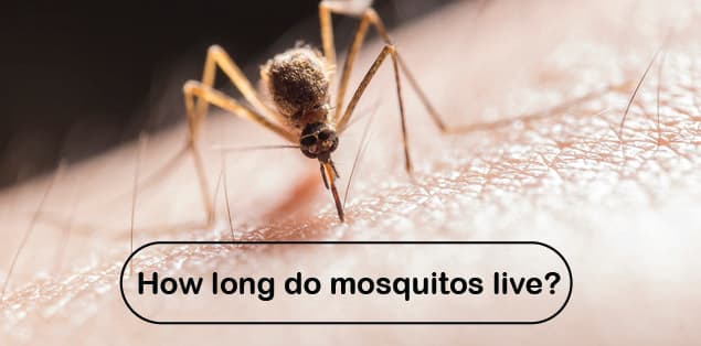 How long do mosquitos live
