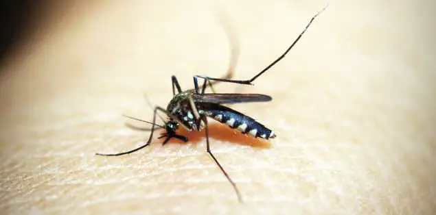 Mosquitos biting a human