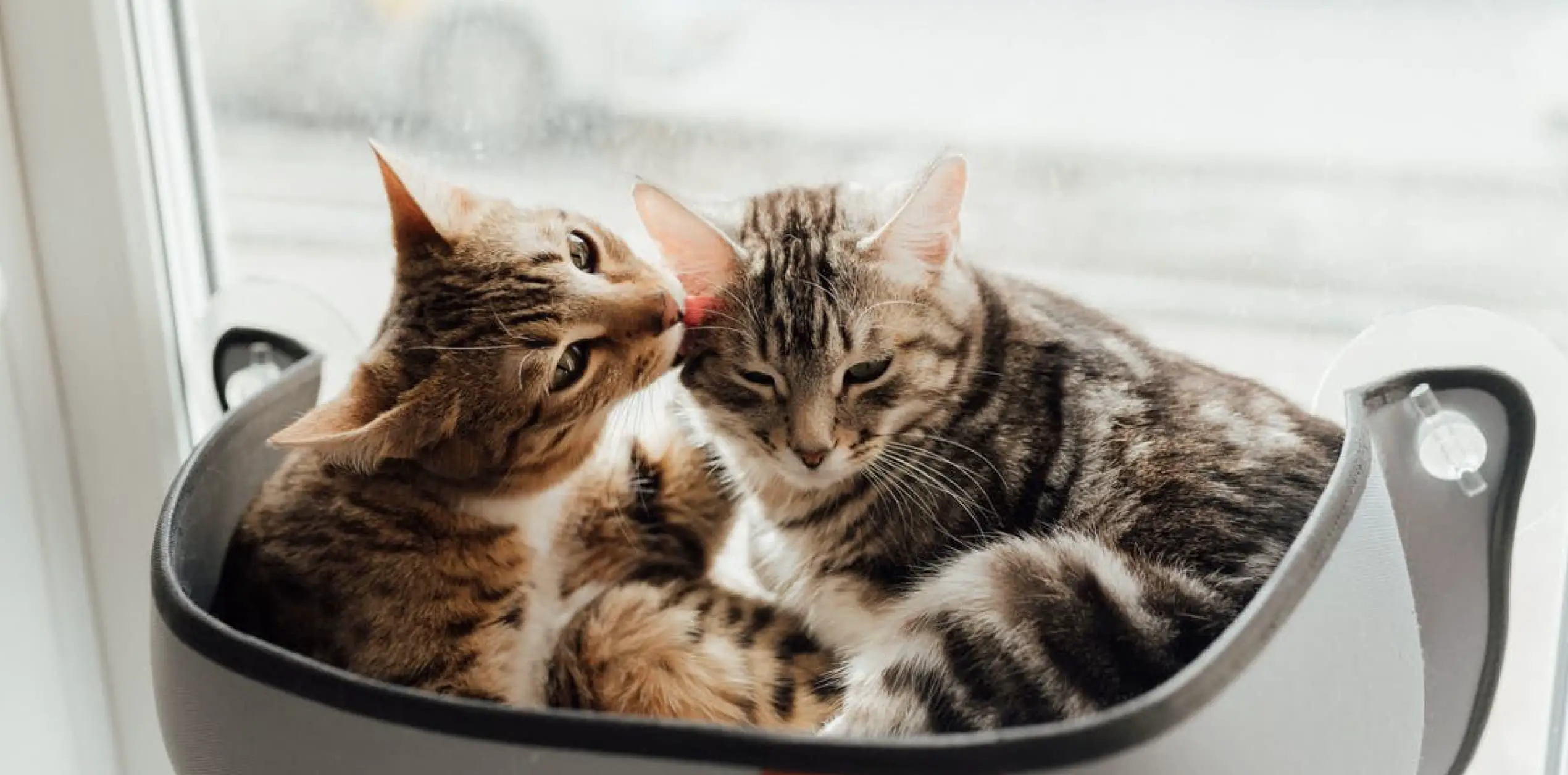 Why Do Cats Lick Each Other