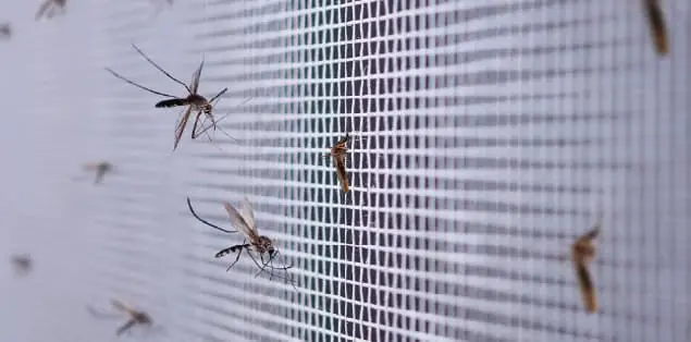 Mosquitos indoors