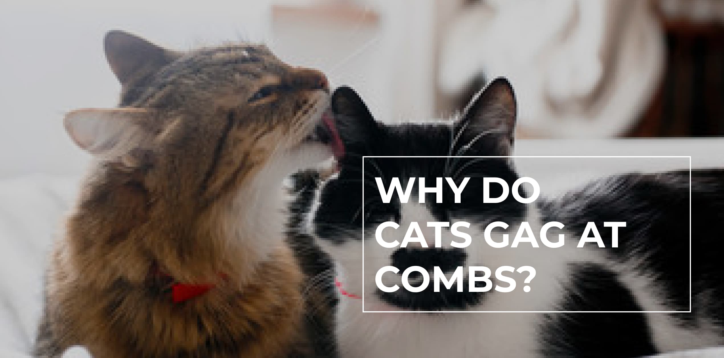 Why Do Cats Gag At Combs